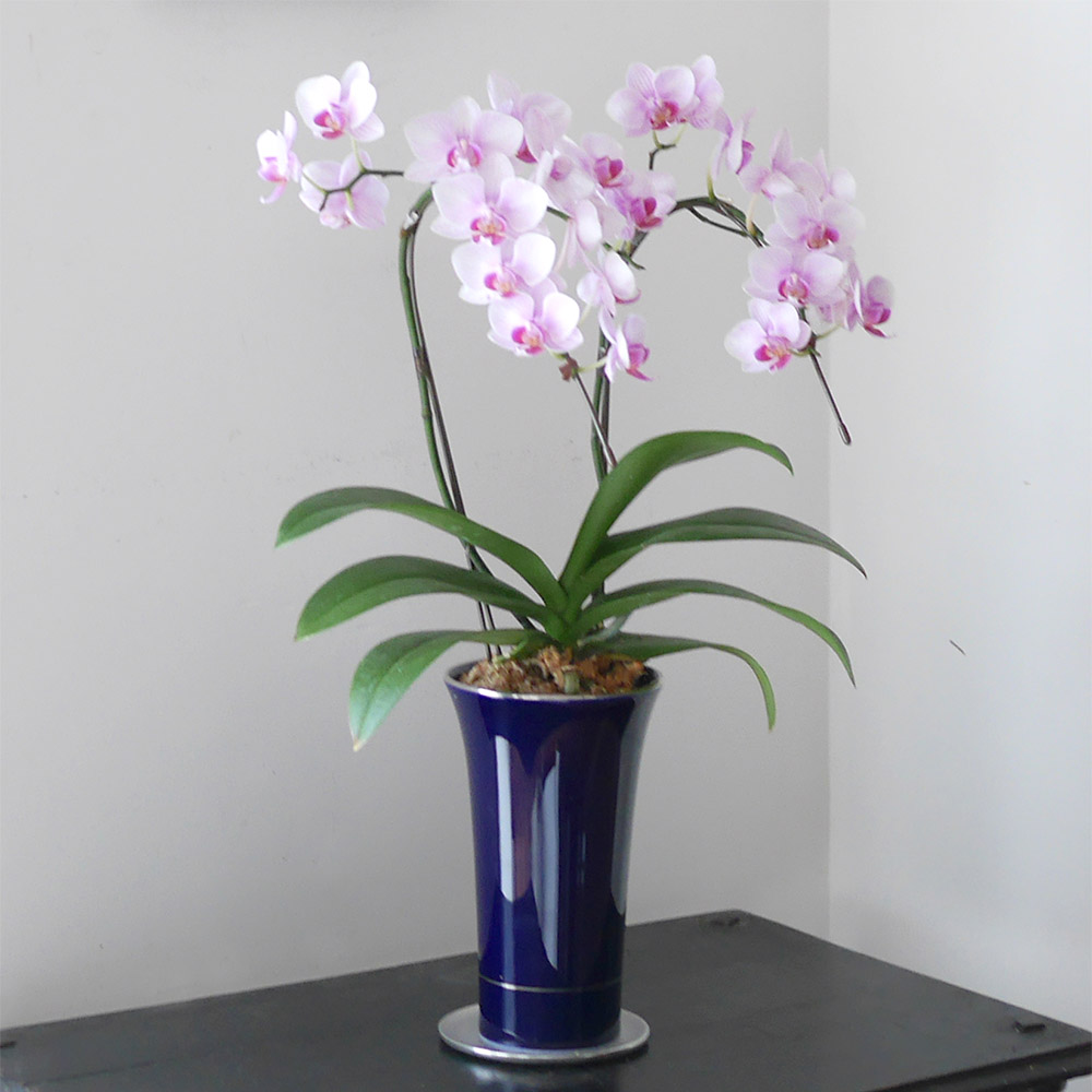 經典藍金線花瓶/香蘭社- 東京食器
